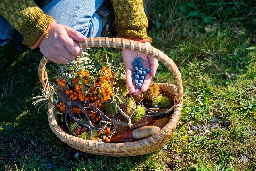 Foraging