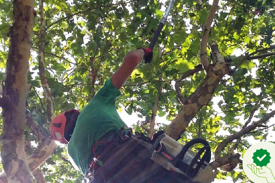 potatura degli alberi